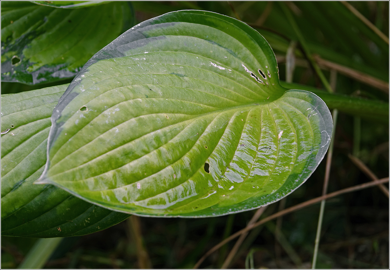 Image of Hosta fortunei specimen.