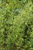 Artemisia freyniana