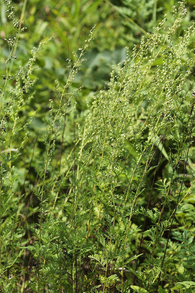 Image of Artemisia freyniana specimen.