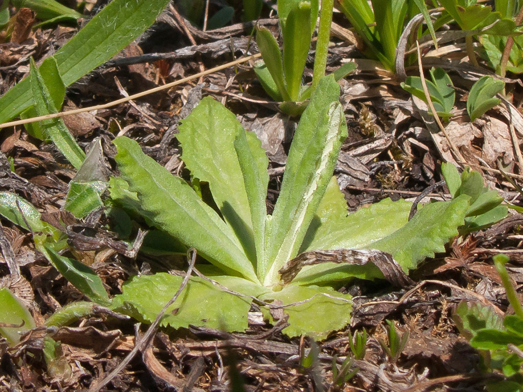 Image of Primula auriculata specimen.