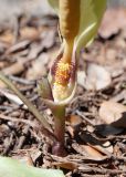 Arum concinnatum. Нижняя часть соцветия с удалённым покрывалом (полоса стерильных цветков между женскими и мужскими цветками значительно уже полосы стерильных цветков над мужскими цветками). Турция, пров. Мугла, р-н Фетхие, о. Гемиле, лужайка рядом с развалинами византийских храмов. 08.05.2025.