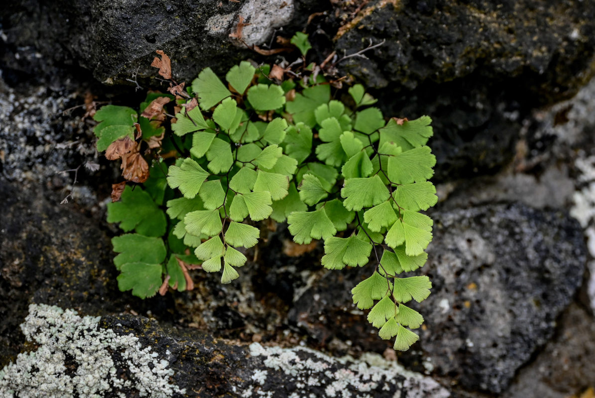 Изображение особи Adiantum capillus-veneris.