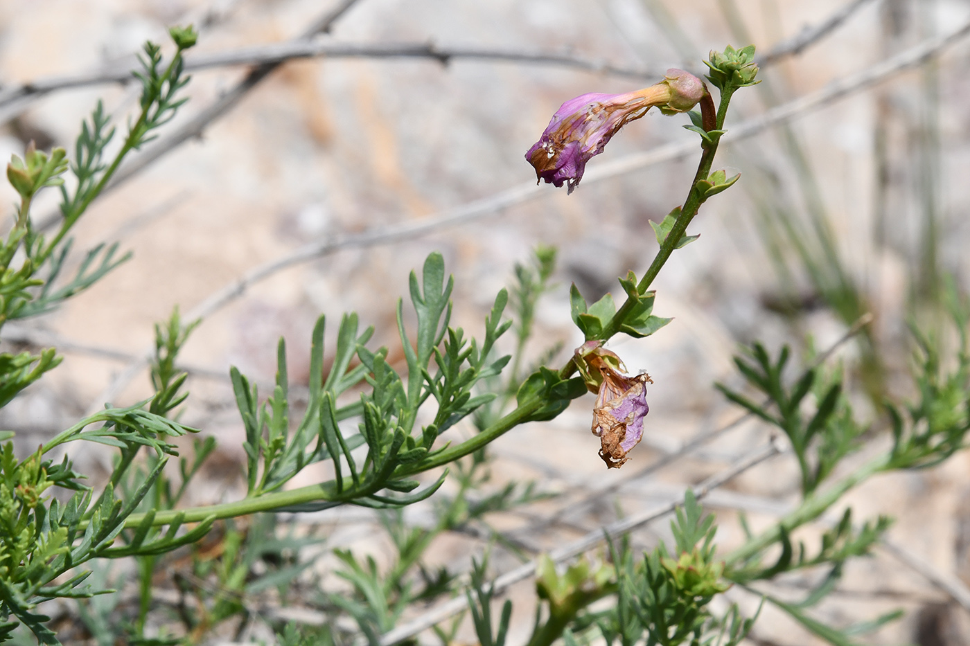 Image of Niedzwedzkia semiretschenskia specimen.