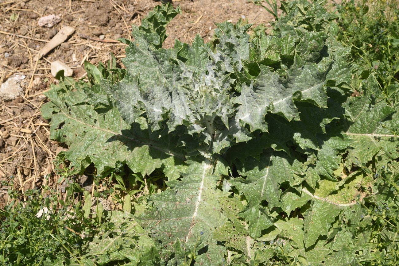 Изображение особи Onopordum acanthium.