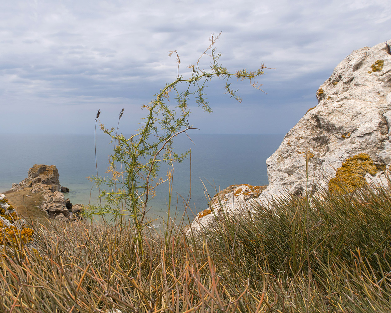Изображение особи род Asparagus.
