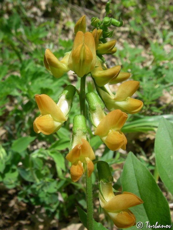 Изображение особи Lathyrus aureus.