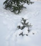 Picea abies. Молодое растение в снегу. Московская обл., г. Электрогорск, междомовое пространство на ул. Кржижановского. 31.12.2025.