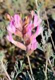 Astragalus brachylobus. Соцветие. Астраханская обл., Богдинско-Баскунчакский солянокупольный р-н, гора Большое Богдо, нижняя часть юго-восточного склона, пестроцветные глины. 27.05.2017.