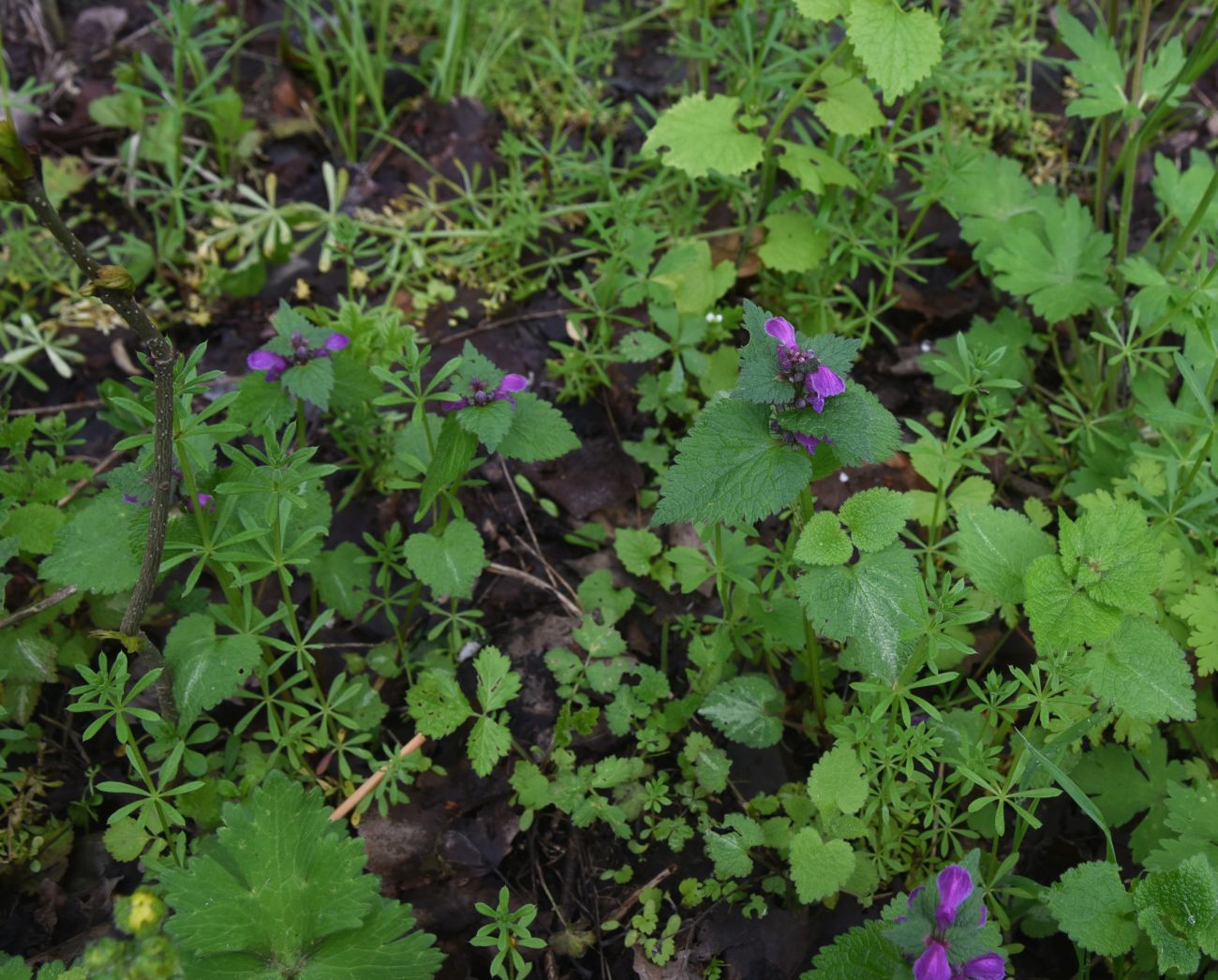 Image of Lamium maculatum specimen.