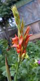 Canna indica. Верхушка побега с расцветающим соцветием. Свердловская обл., окр. г. Североуральск, дачный участок. 12.08.2022.