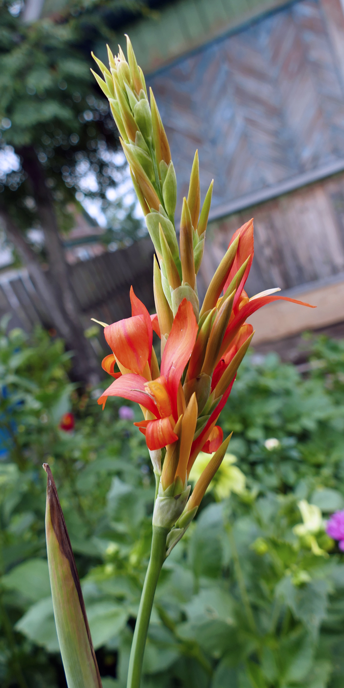 Изображение особи Canna indica.