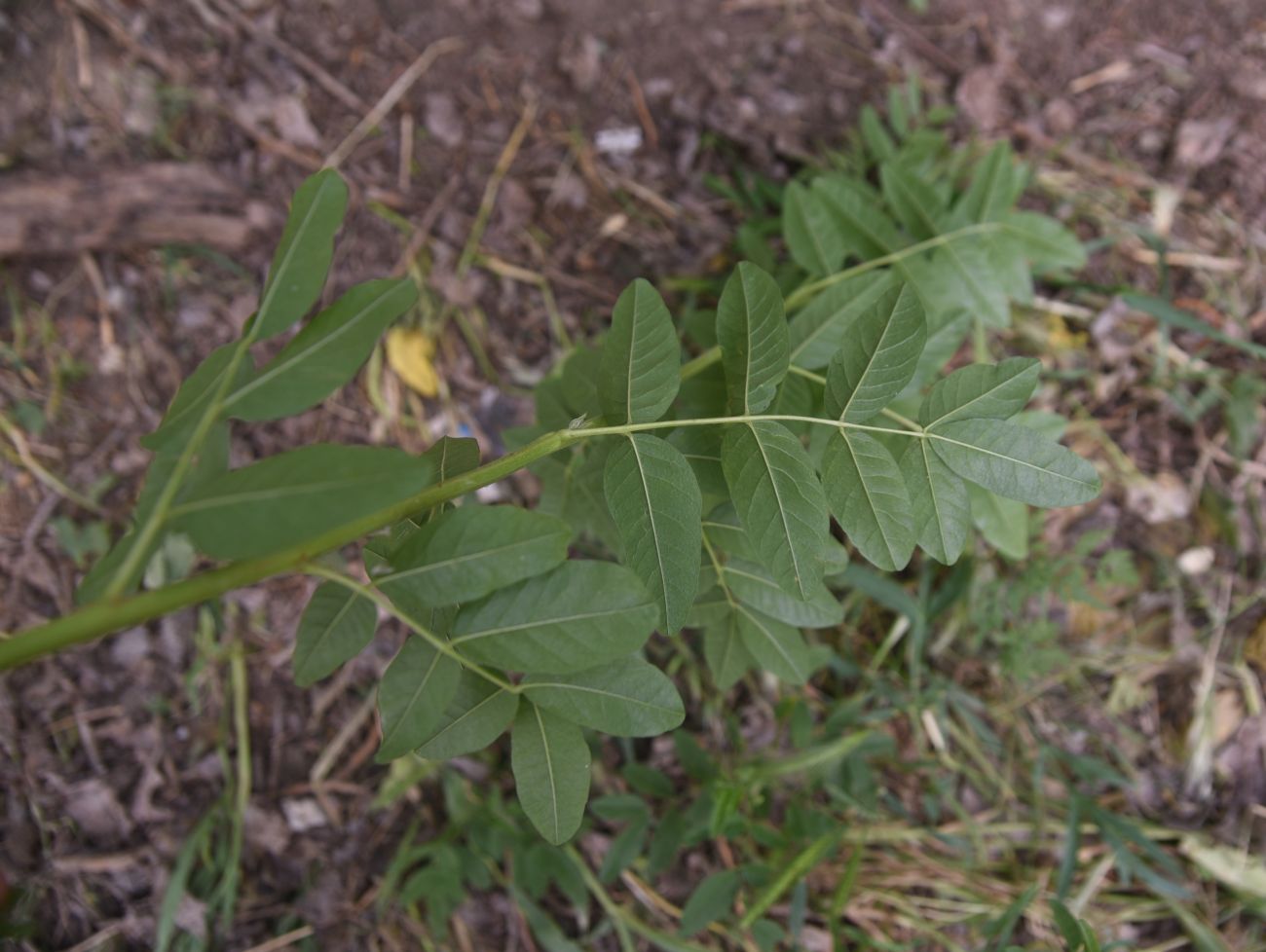 Изображение особи Glycyrrhiza glabra.