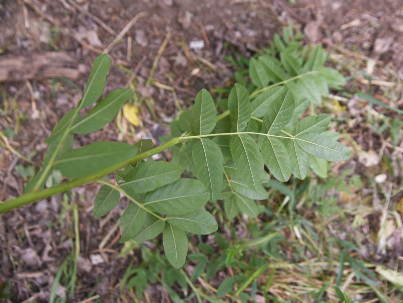 Image of Glycyrrhiza glabra specimen.