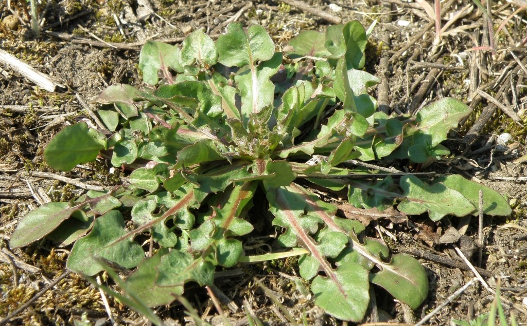 Изображение особи Crepis foetida.