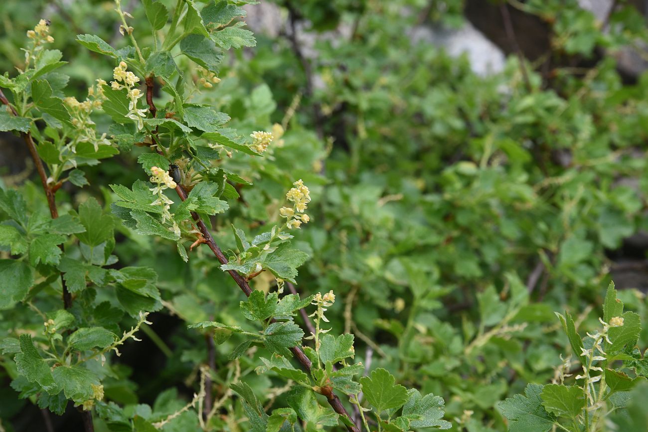 Image of genus Ribes specimen.