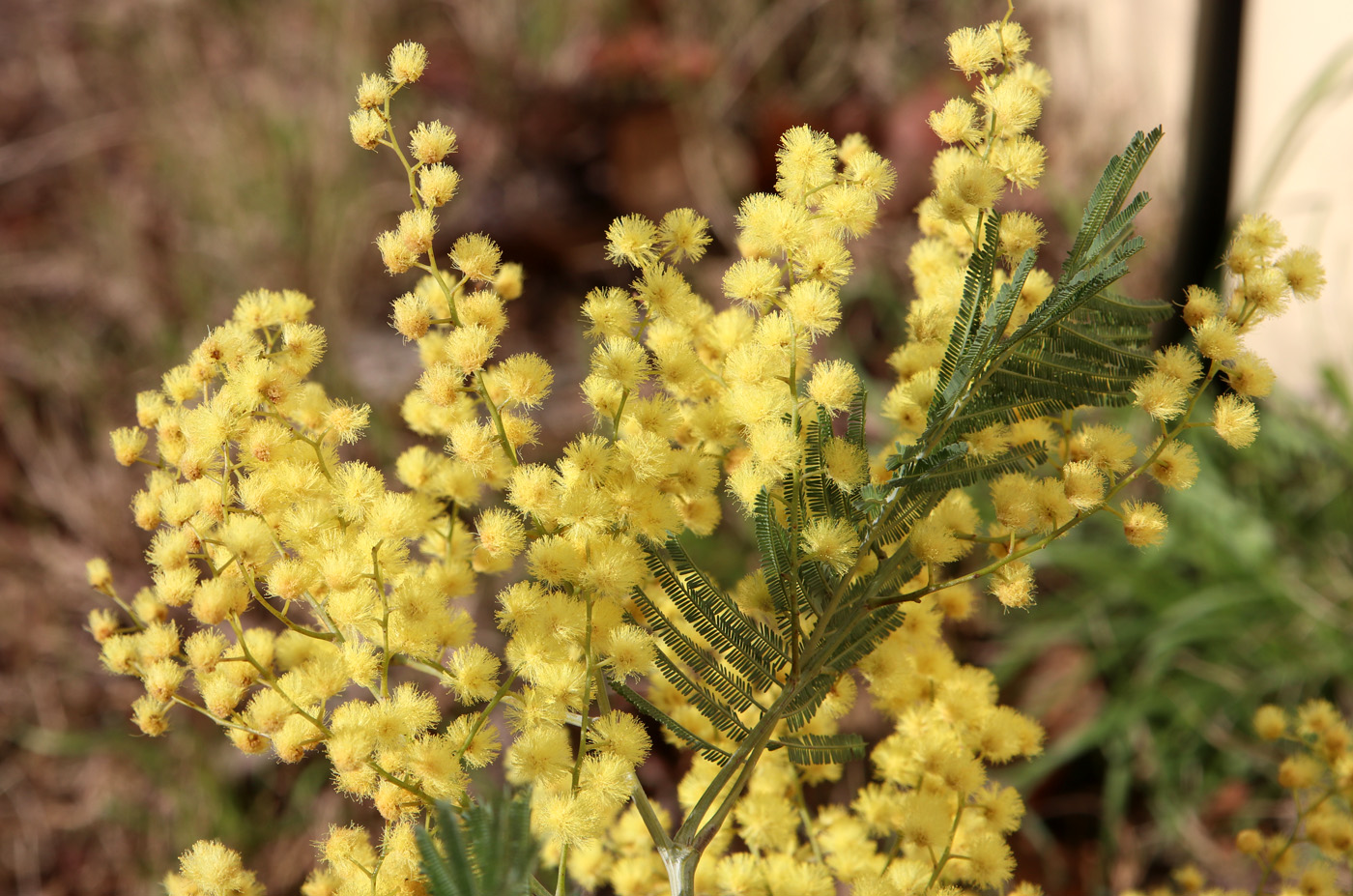 Image of Acacia dealbata specimen.