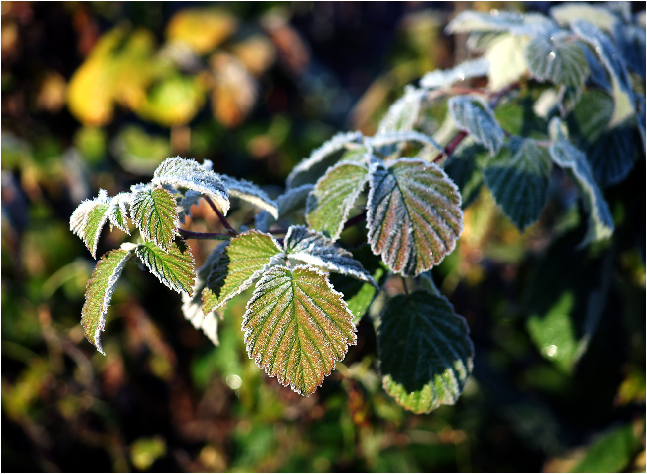 Image of Rubus idaeus specimen.