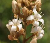 Connarus paniculatus. Цветки и бутоны. Вьетнам, пров. Кханьхоа, южные окр. г. Нячанг, пляж Бай Дай (Бай Зай), прибрежная дюна. 20.02.2026.