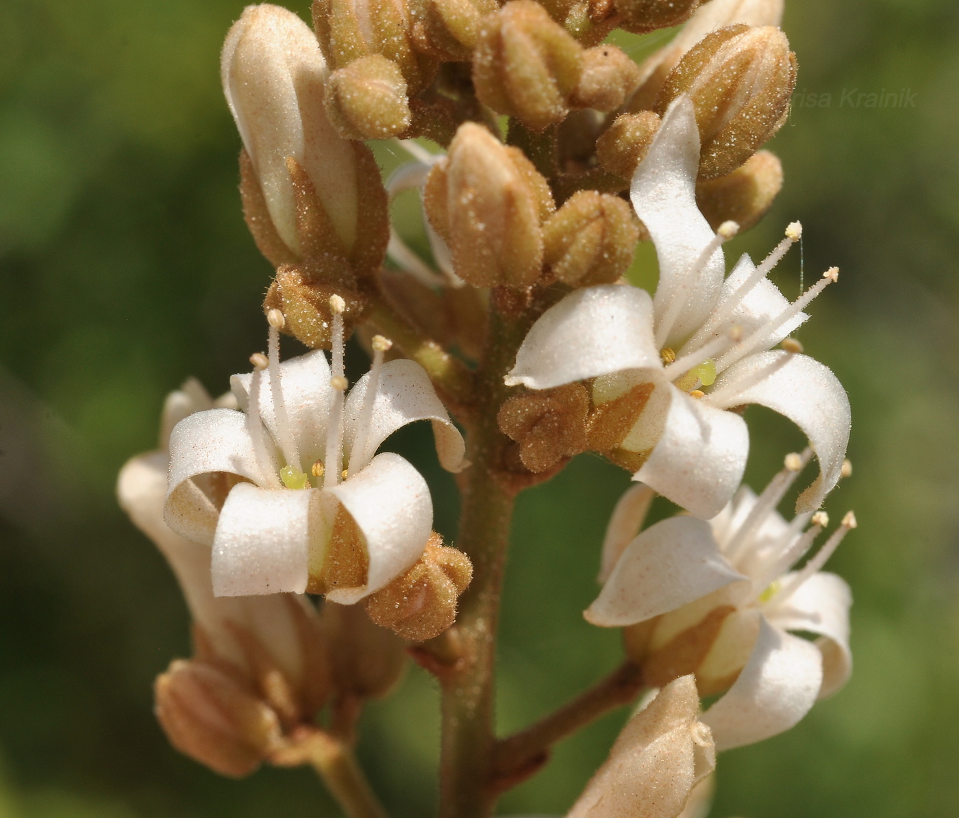 Image of Connarus paniculatus specimen.