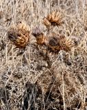 Cynara cardunculus. Верхушка отцветающего растения. Португалия, о-в Мадейра, мыс Понта-ду-Рошту, сухой склон. 20.08.2025.