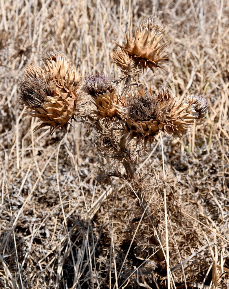 Image of Cynara cardunculus specimen.