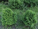Buxus sempervirens. Вегетирующие растения. На заднем плане юкка нитчатая (Yucca filamentosa). Волгоград, ул. Липецкая 10, территория Казанского собора. 23.05.2026.