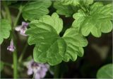 Glechoma hederacea. Лист. Московская обл., Раменский р-н, окр. дер. Хрипань, садовый участок. 03.06.2026.