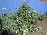 Deutzia × magnifica. Цветущее растение. Ульяновск, Заволжский р-н, посадка в частном секторе. 18.06.2026.