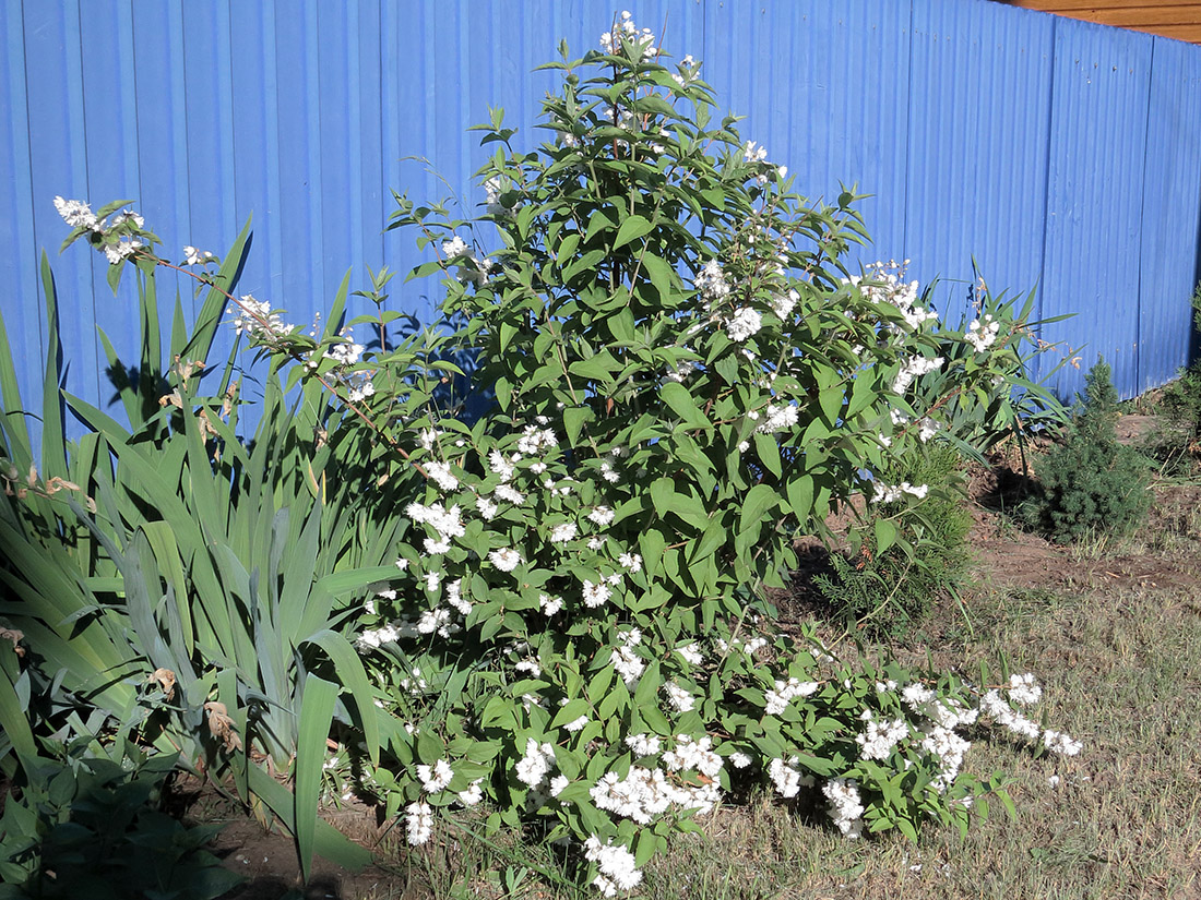 Изображение особи Deutzia × magnifica.