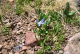 Scilla rosenii. Цветущее растение. Грузия, край Самцхе-Джавахети, Ниноцминдский муниципалитет, окр. с. Гандзани, юго-восточный склон горы Патара-Абули, выс. ок. 2400 м н.у.м., каменистый грунт. 7 июня 2026 г.