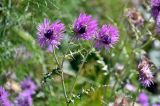 Galactites tomentosus