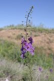 Verbascum phoeniceum