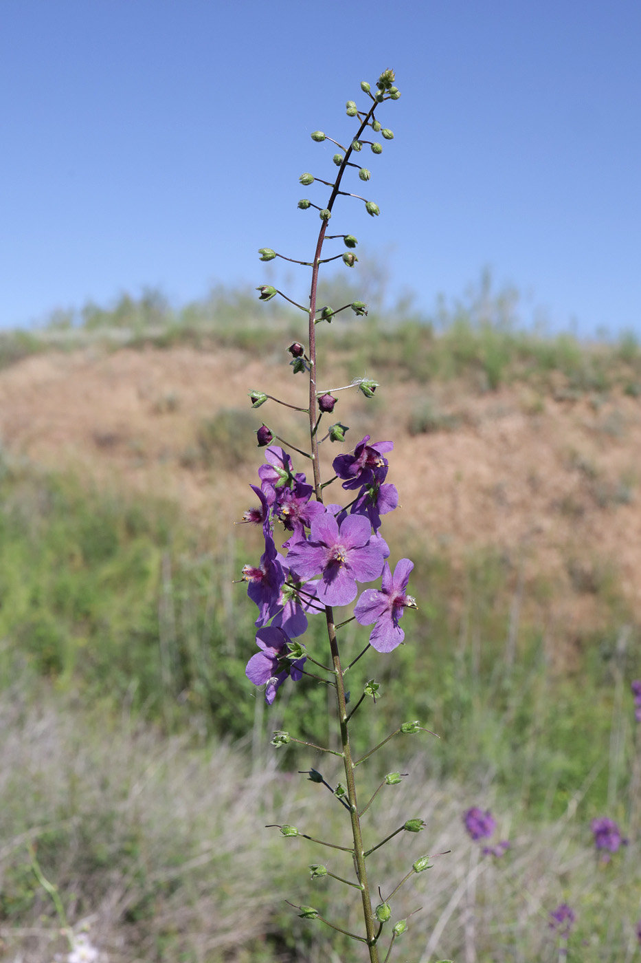 Изображение особи Verbascum phoeniceum.