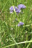 Campanula cervicaria