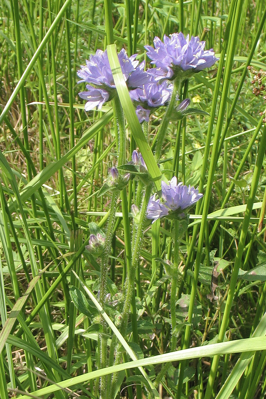 Image of Campanula cervicaria specimen.