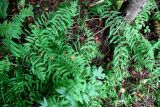 Thelypteris palustris. Вайи. Московская обл., Серпуховский р-н, окр. дер. Скрёбухово, черноольшанник. 21.08.2026.
