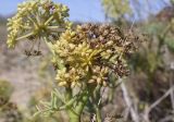 Crithmum maritimum. Соплодие с плодами разной степени зрелости и притаившейся улиткой и лист. Испания, Каталония, пров. Жирона, комарка Баш Эмпорда, муниципалитет Тороэлья-де-Монгри, пляж Фонольера (la Fonollera), переходная зона между маршевым лугом и формирующейся дюной. 11.09.2026.