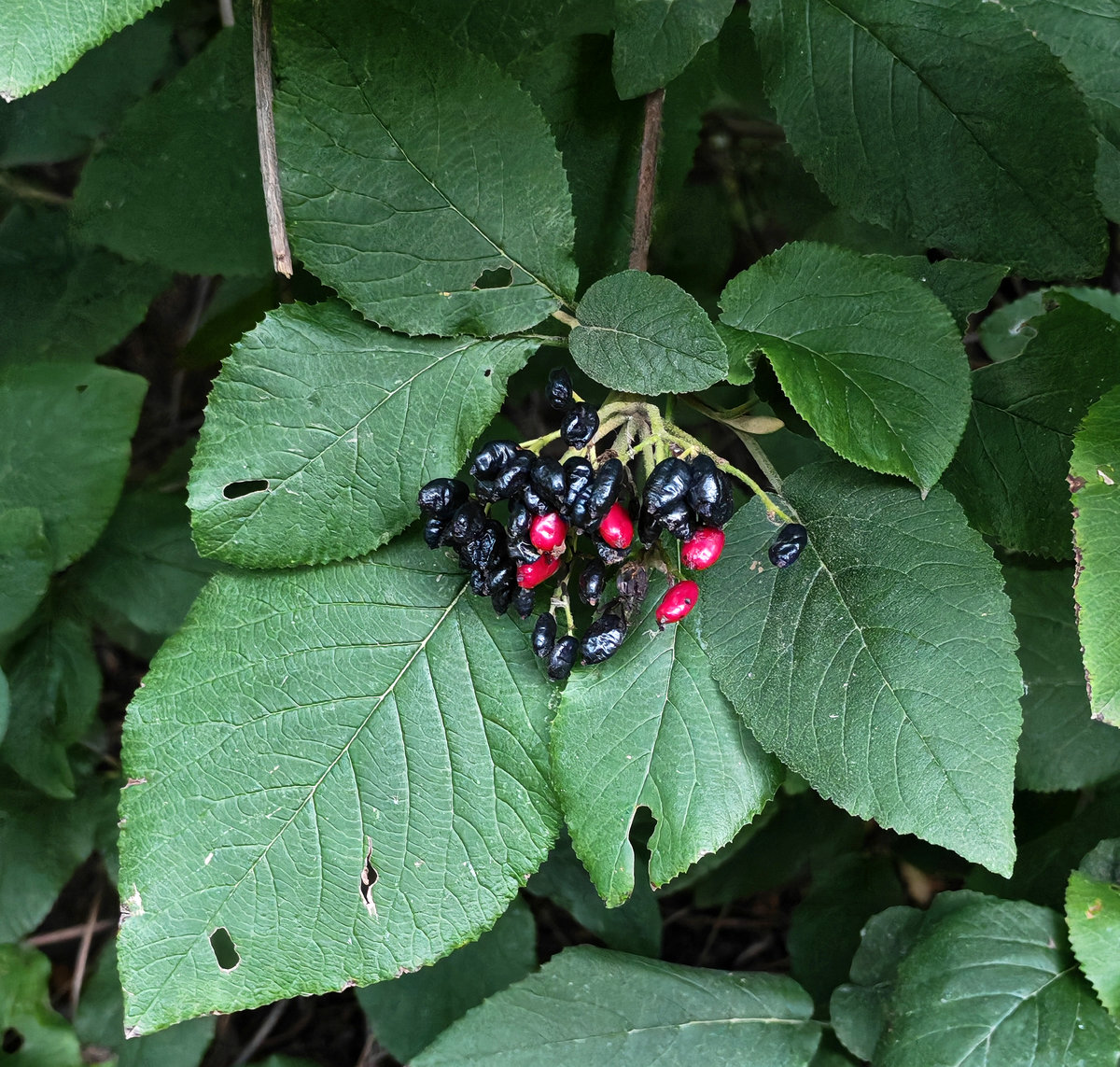 Image of Viburnum lantana specimen.