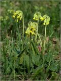 Primula macrocalyx. Цветущее растение. Чувашия, окр. г. Шумерля, Кумашкинский заказник, Соколова поляна. 12 мая 2011 г.