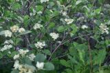 unknown species. Цветущие веточки. Турция, ил Артвин, р-н Юсуфели, выше дер. Гюльпынар, выс. 1745 м н.у.м., склон. 13 июня 2026 г.