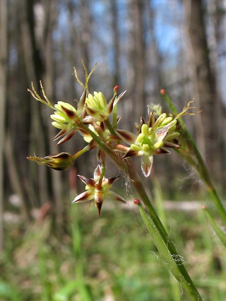 Image of Luzula pilosa specimen.