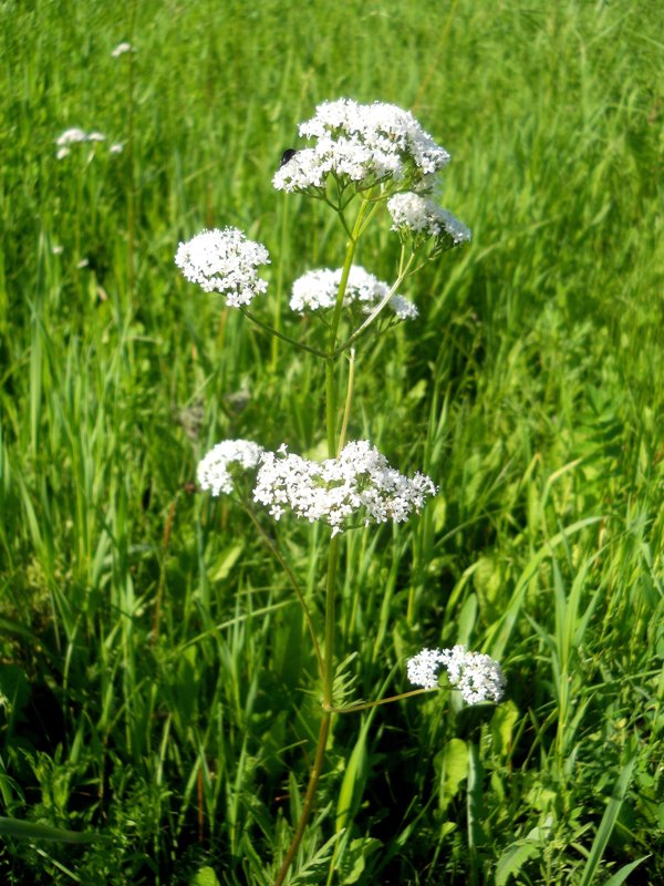 Изображение особи Valeriana officinalis.