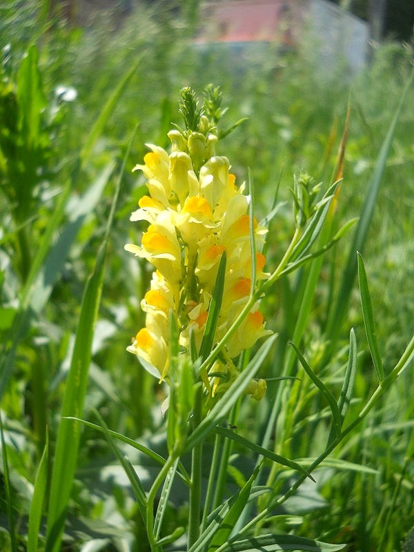 Изображение особи Linaria acutiloba.