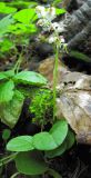 Pyrola rotundifolia