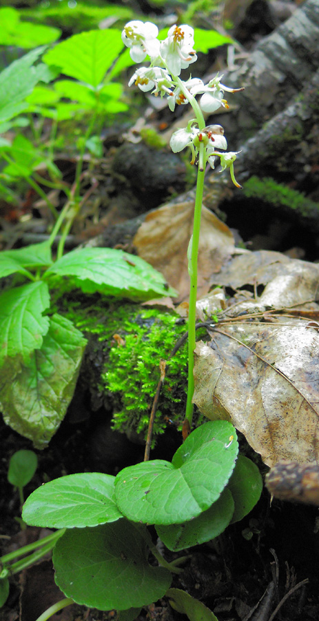 Изображение особи Pyrola rotundifolia.