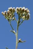 Achillea millefolium