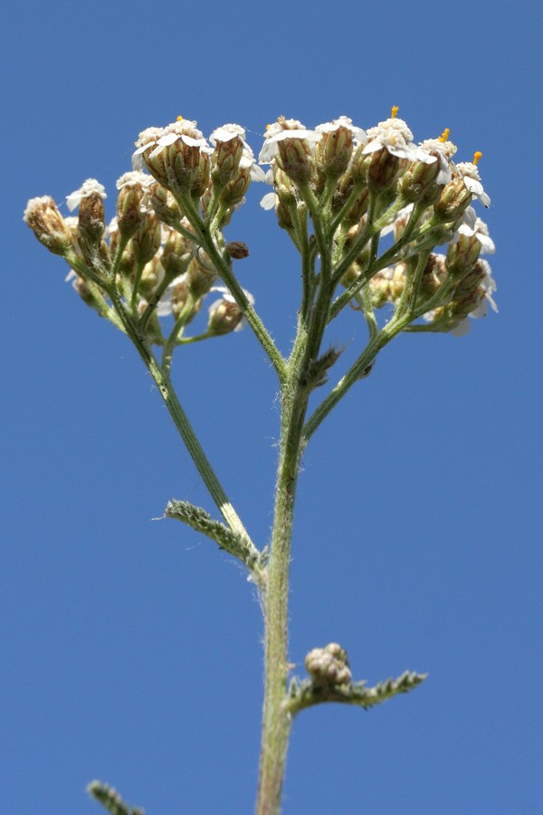 Image of Achillea millefolium specimen.