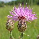 Centaurea stoebe. Соцветие. Украина, Донецкая обл., Славянский р-н, окр. с. Татьяновка, меловой склон на правом берегу р. Северский Донец. 09.07.2011.