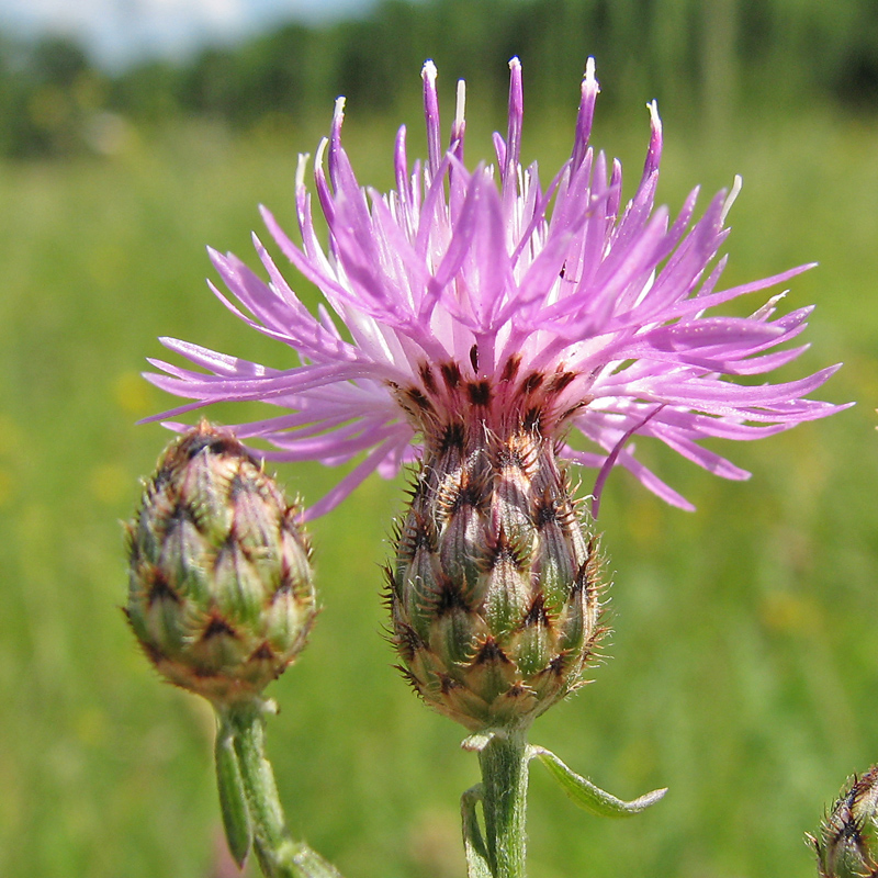 Изображение особи Centaurea stoebe.
