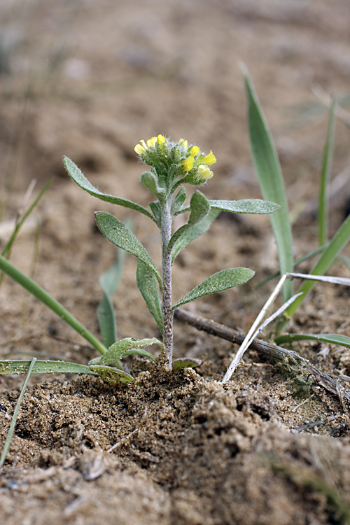 Image of Alyssum turkestanicum var. desertorum specimen.